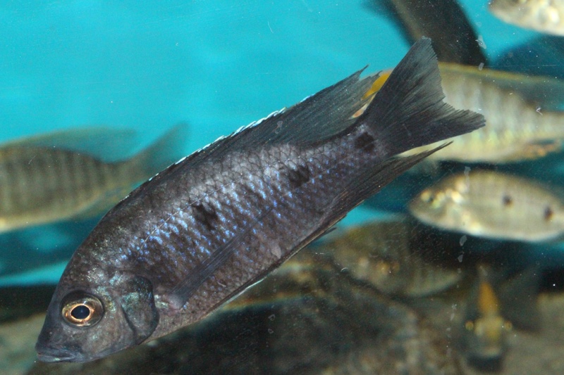 Copadichromis melas 'Mala Point'